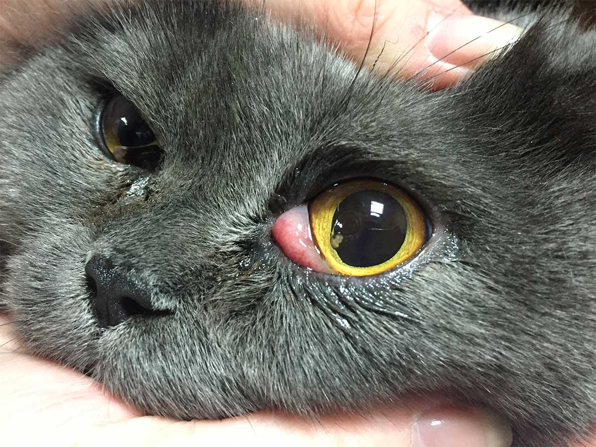 Кошка розовая глаза. Мигательная перепонка (третье веко). Кальцивироз конъюнктивит. Выпадение слезной железы третьего века у кошки.