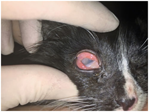 Герпесвирусный (FHV) кератоконъюнктивит кошек.